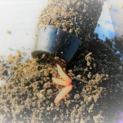 Fishing Bait Win-Win Finesse 1.5kg